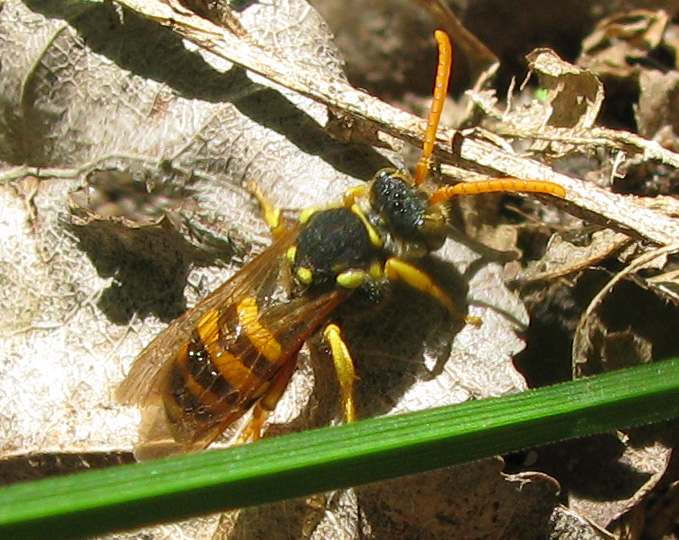 Tenthredinidae